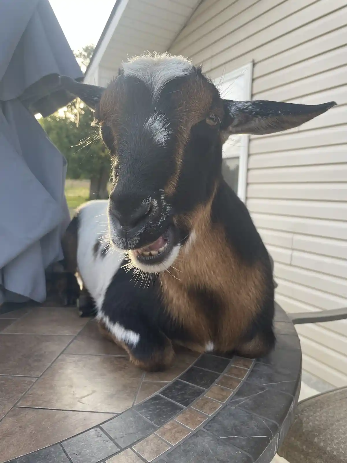 A close-up photo of a black, brown, and white goat sitting on a tiled patio, looking directly at the camera with its mouth…