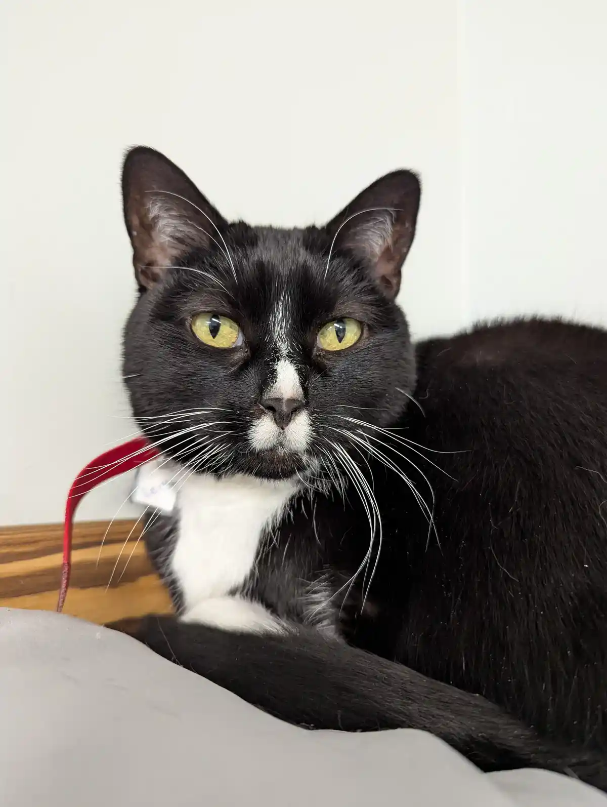 A black-and-white cat with striking yellow eyes and a white muzzle stares directly at the camera with a serious, unimpressed…