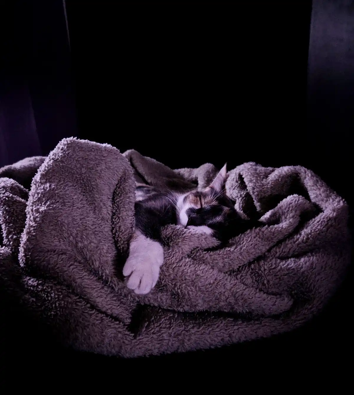 A calico cat is curled up and sleeping soundly inside a plush, dark gray fleece blanket, with only its head, ears, and one…