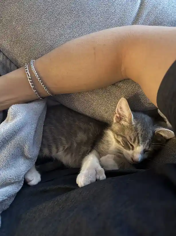 A small gray and white tabby kitten is curled up and sleeping soundly on a person's lap, nestled between their arm and a…