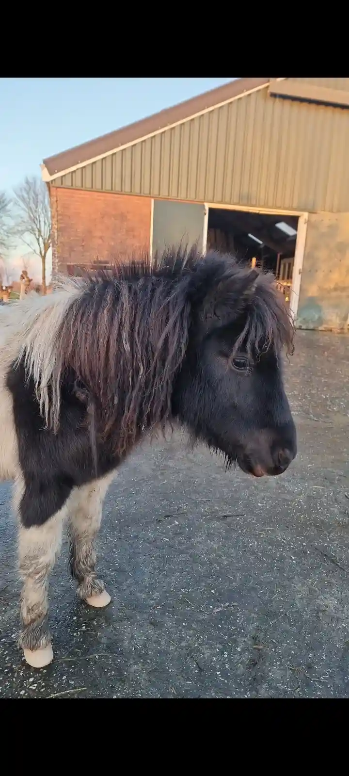 A small black and white pony with a shaggy mane stands outside a barn, looking downward with a pensive expression. The…
