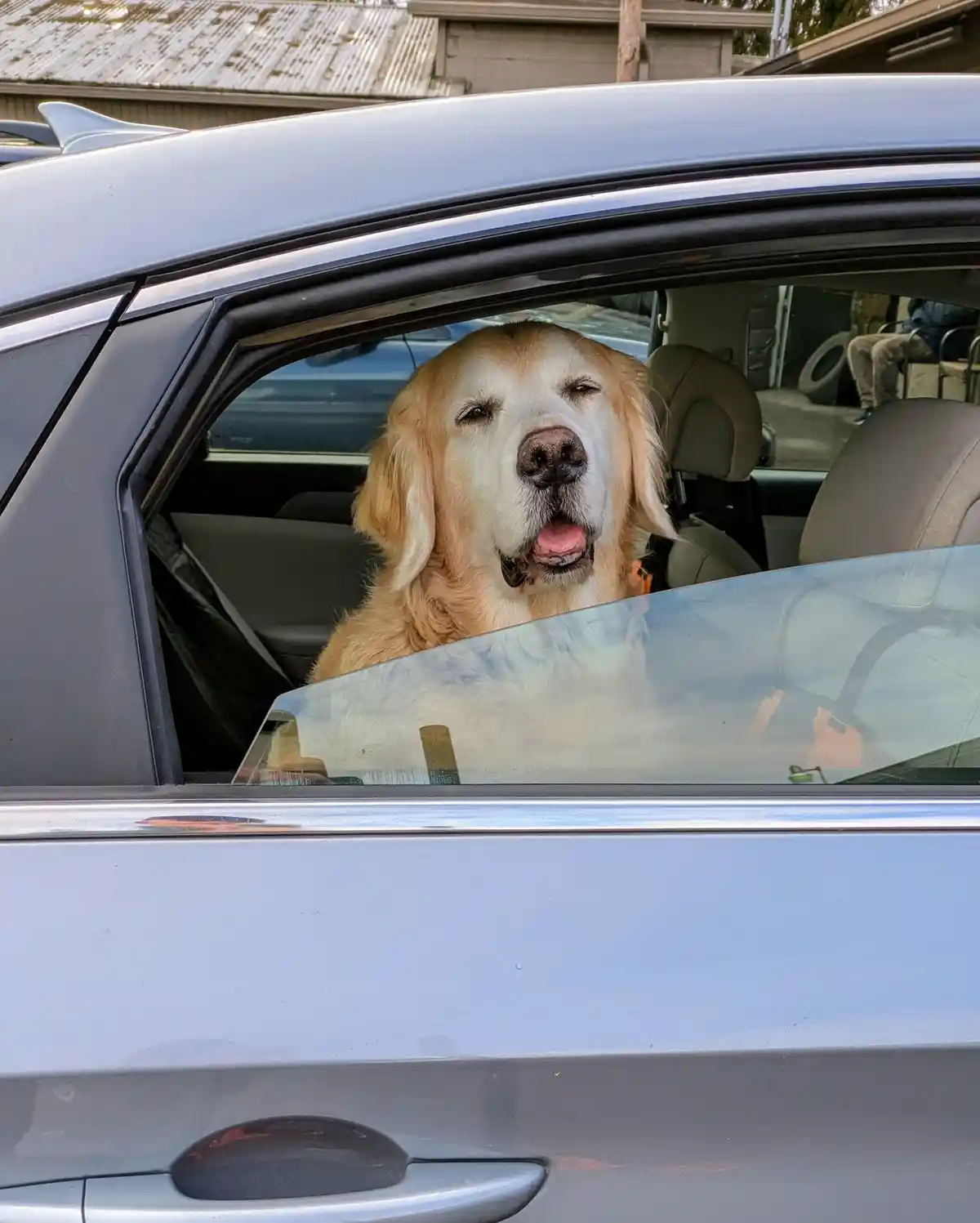 A golden retriever with a happy, slightly sleepy expression sticks its head out the open passenger window of a silver car…