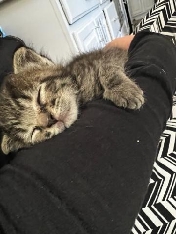 A small tabby kitten with closed eyes is peacefully sleeping on a person's black sleeve, its tiny paws curled up. The…