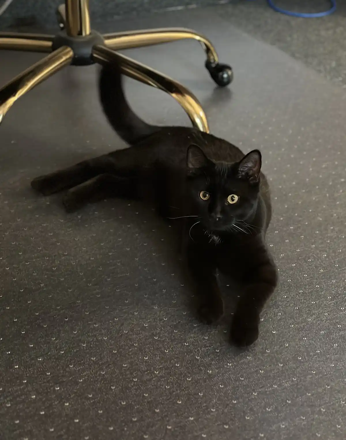 A black cat with bright yellow eyes lies on a gray carpeted floor, looking directly at the camera with one front paw…