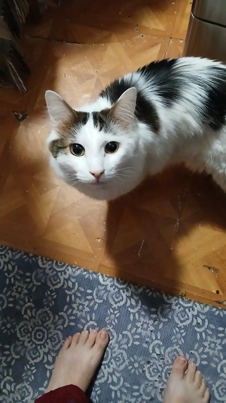 A fluffy black-and-white cat with large, expressive eyes stares directly at the camera from a wooden floor, positioned near…