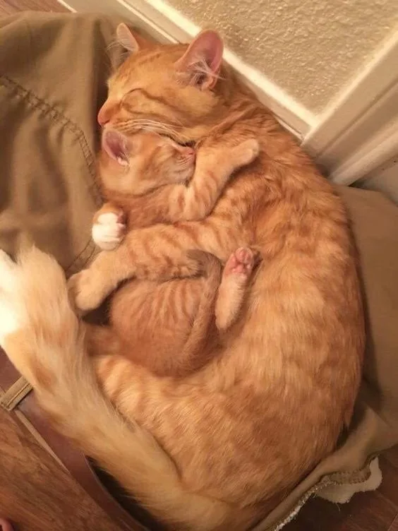 a ginger tabby cat is curled up in a tight ball while sleeping on a brown fabric surface, with its eyes closed and paws…