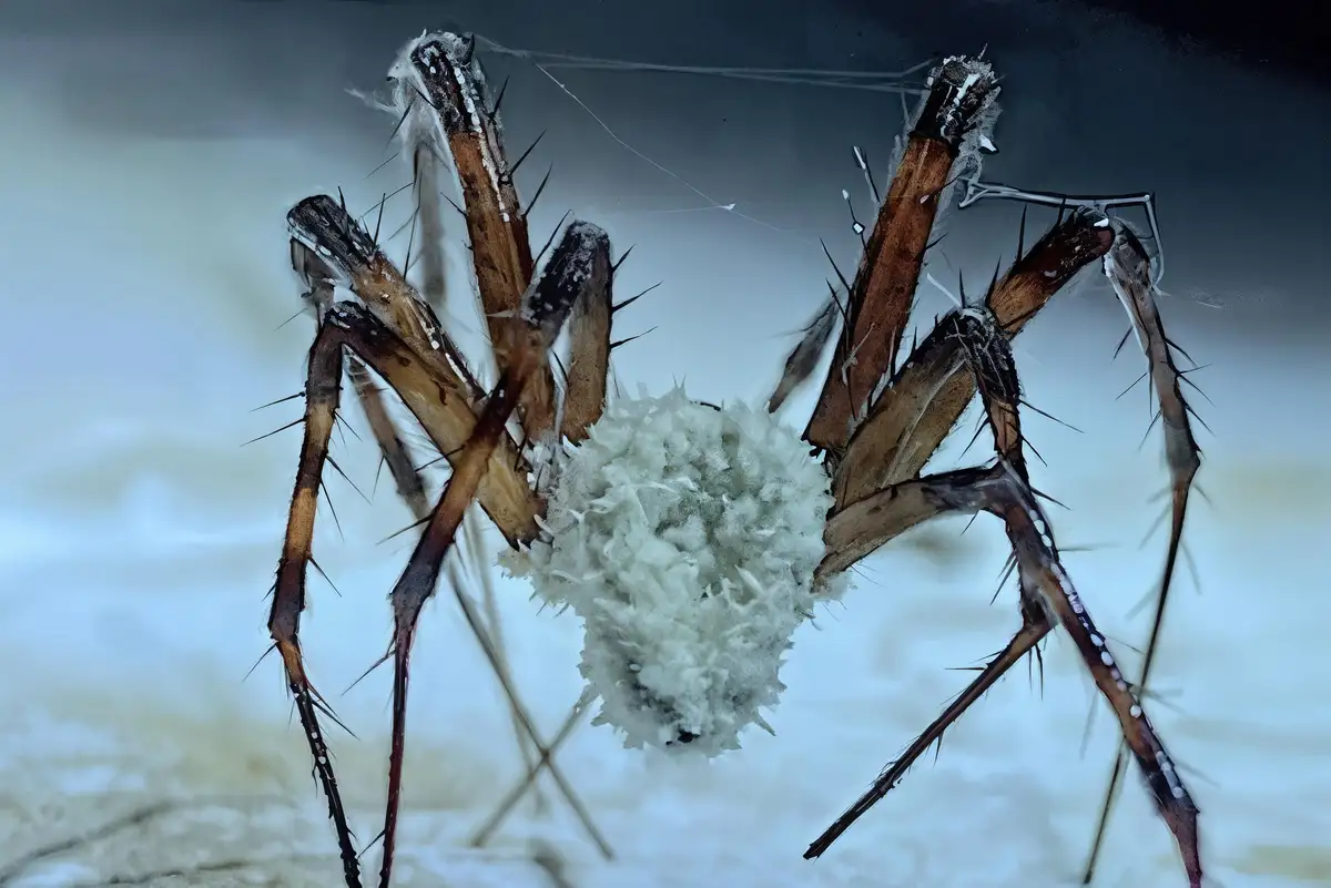 A close-up photo of a large, spiky spider with brown legs and black markings, holding a white, fluffy egg sac. The spider is…