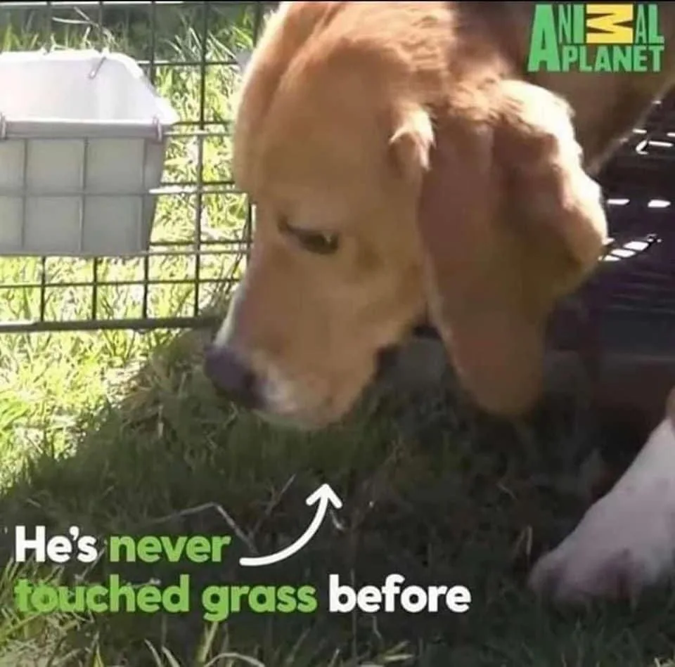 A golden retriever puppy is shown sniffing grass for the first time, with an arrow pointing to the grass and text overlay…