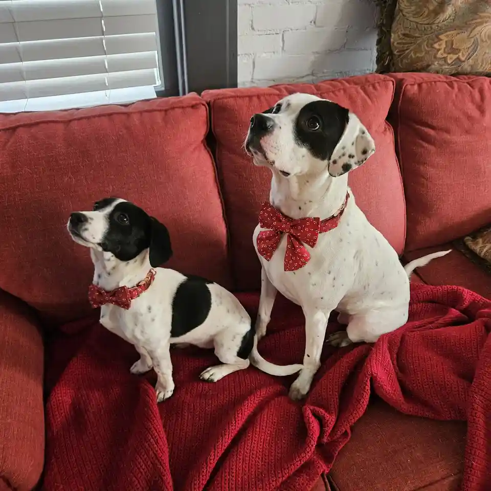 Two black-and-white spotted dogs sit side-by-side on a red couch, both wearing matching red patterned bow ties. They are…