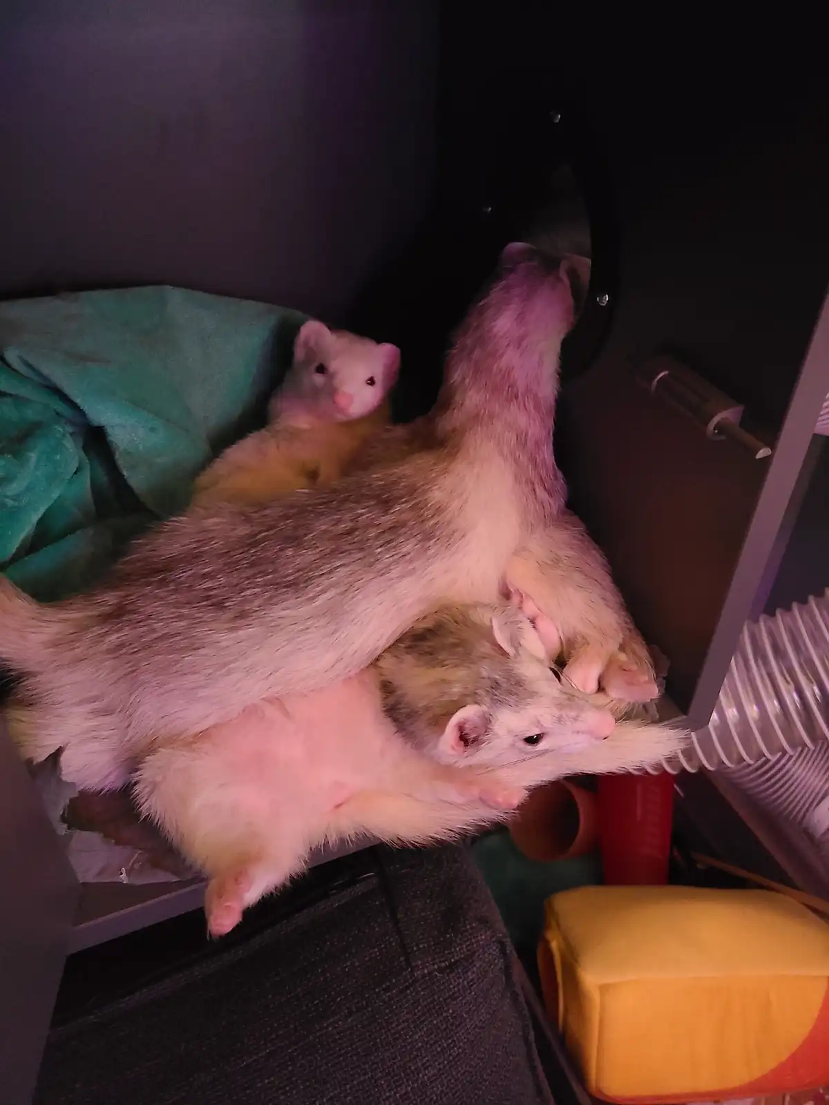 Three ferrets are piled together in a dimly lit enclosure with purple lighting; one looks at the camera while the other two…
