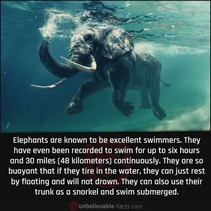 An underwater photograph shows a large elephant swimming with its trunk curled upward, surrounded by blue water and ripples…