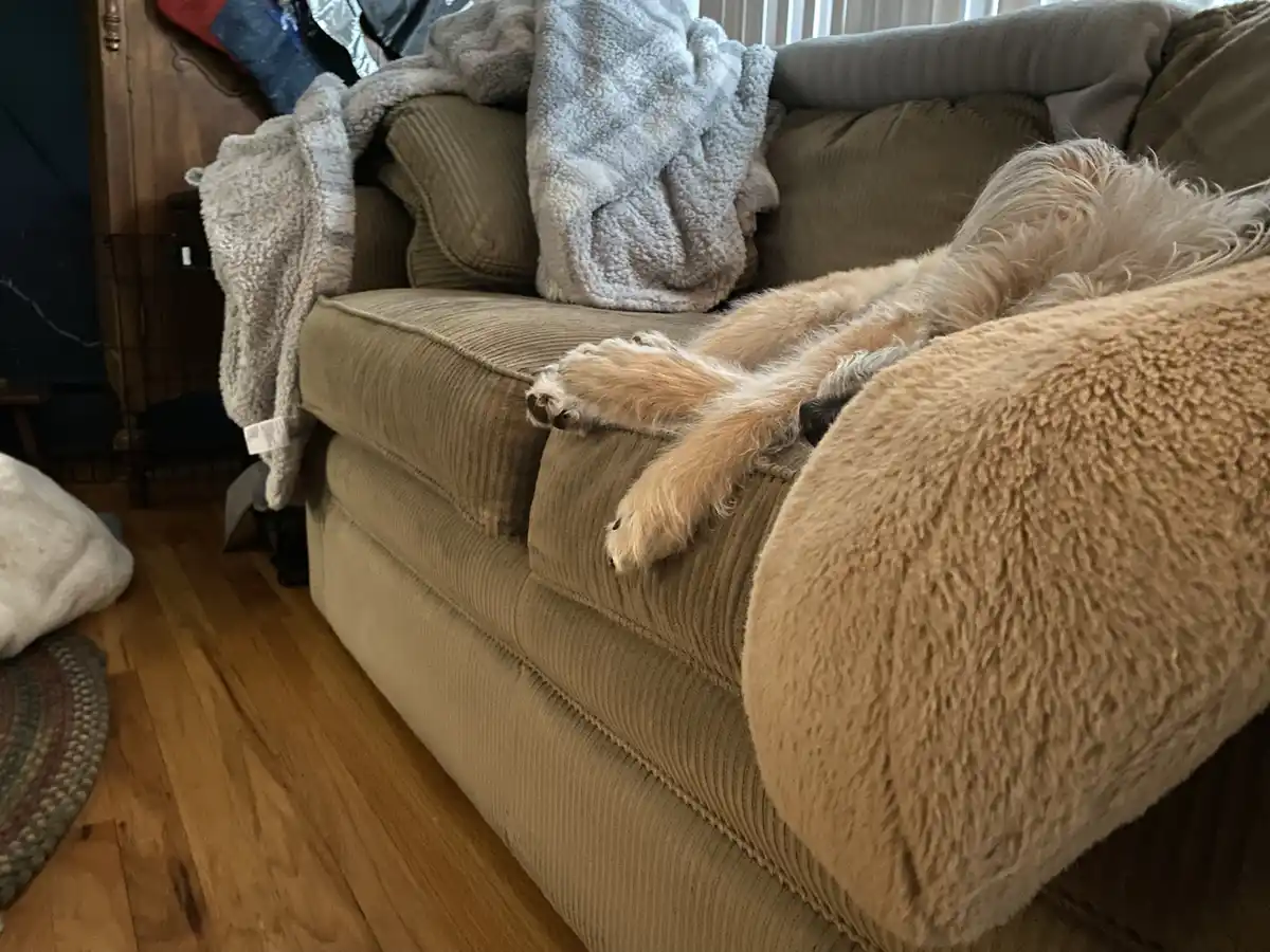 A fluffy, light-brown dog is lying on its back on a beige corduroy couch, paws up in the air, appearing very relaxed. A grey…