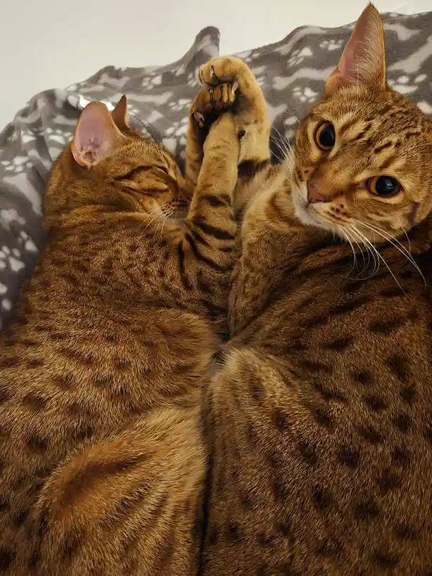 Two brown tabby cats lie on a gray and white patterned blanket, one with eyes closed appearing asleep while the other looks…
