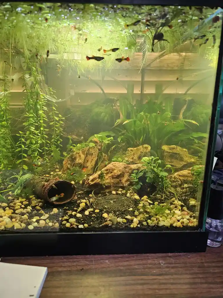 A densely planted aquarium filled with small fish, rocks, gravel, and aquatic plants, with text overlaid that reads 'i'm not…