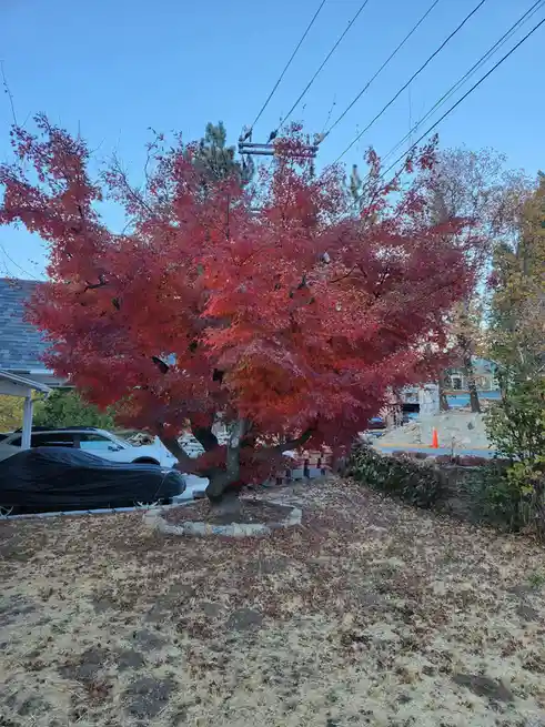 A vibrant red maple tree stands in a dry, leaf-strewn yard with a black-covered car parked nearby under a clear blue sky…