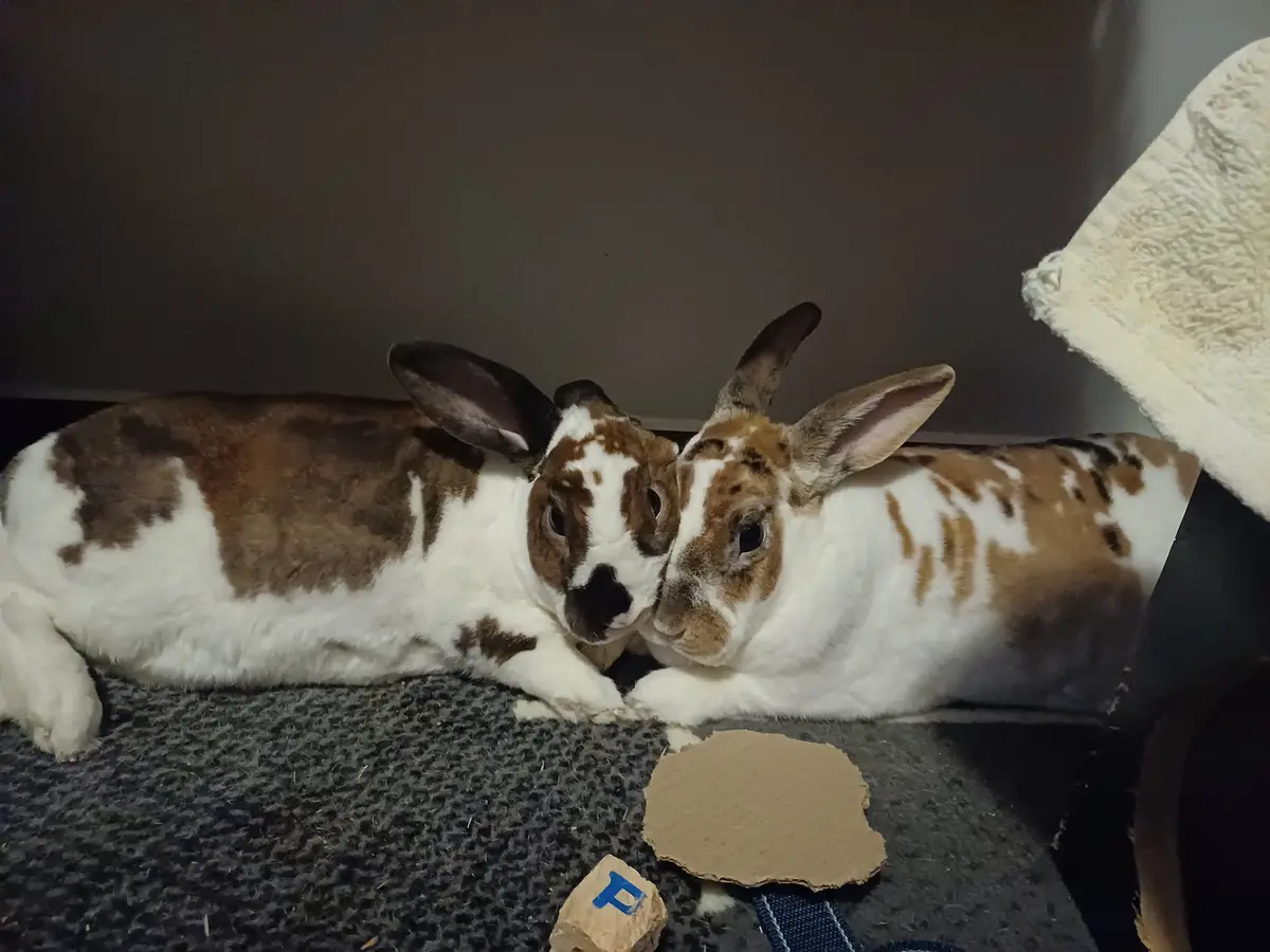 Two brown and white rabbits are lying side by side on a gray carpet, pressing their heads together in a cuddly pose. A piece…