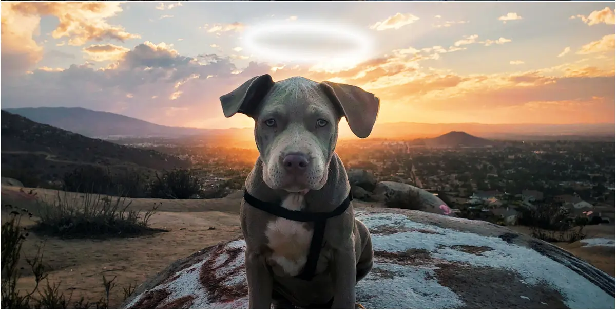 A grey pit bull puppy with a glowing halo above its head sits atop a rocky hill overlooking a sunset-lit cityscape. The dog…