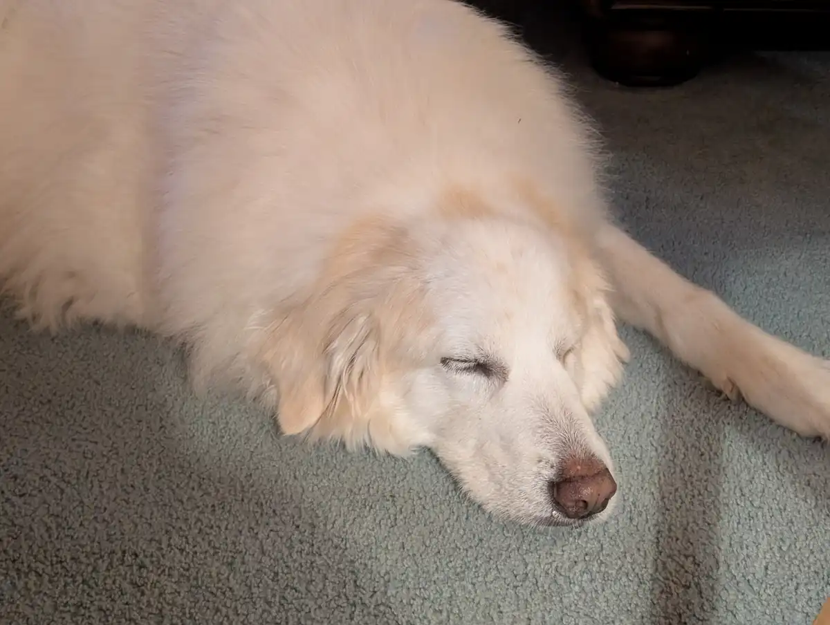 Surviving Winter: Day 800 of the Chill