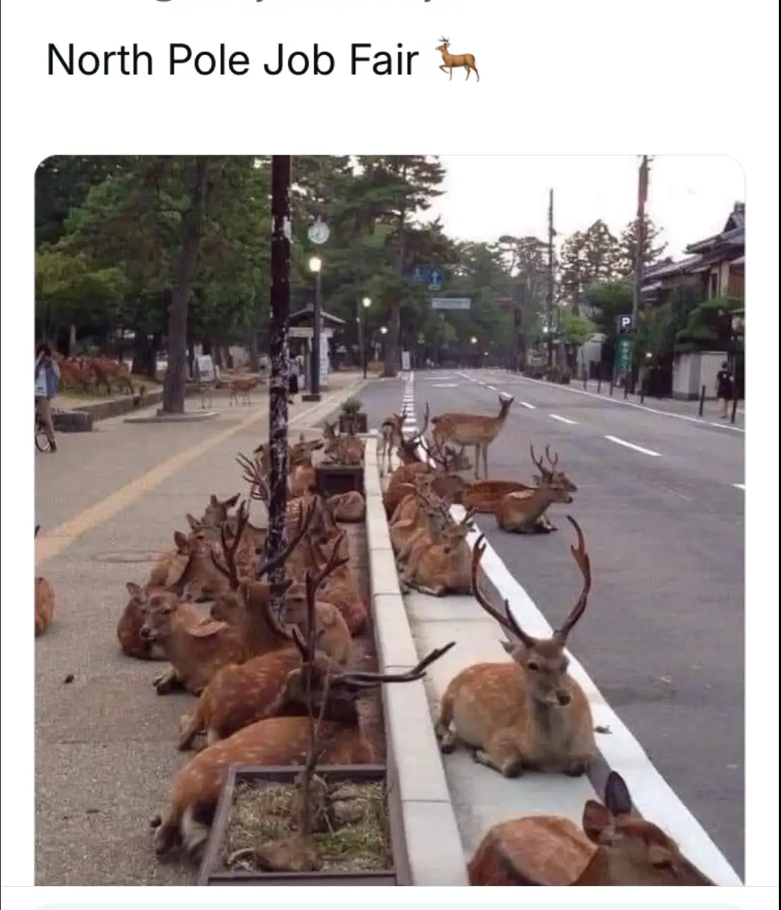 A street scene shows dozens of deer, many with antlers, sitting or lying down along a sidewalk and curb, appearing to be…