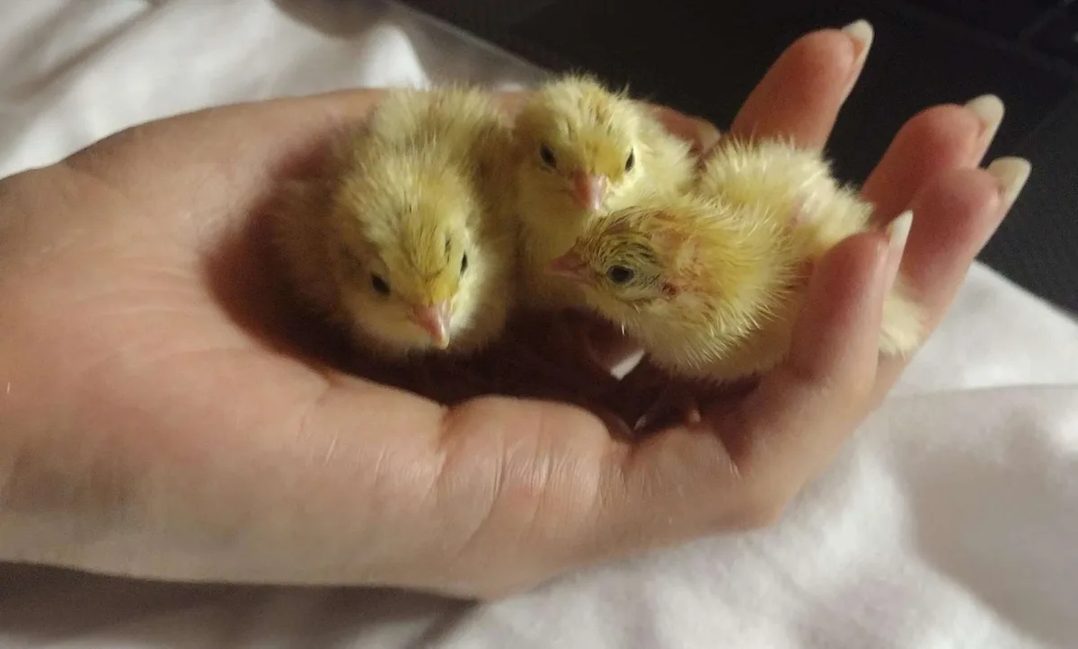 A person's open palm cradles three tiny yellow chicks, their fluffy bodies nestled together. The overlaid text reads 'i'm…