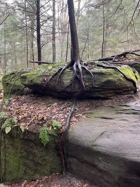 A tree with thick, exposed roots is growing over a large, moss-covered rock in a forest. The roots appear to be gripping the…