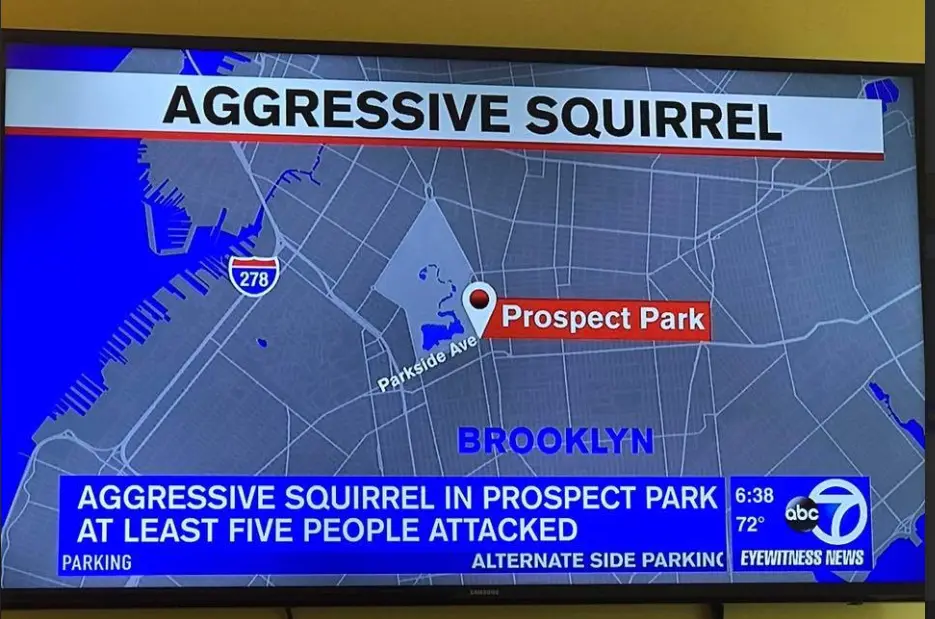 A television screen displays a news map of Brooklyn, highlighting Prospect Park with a red pin. The headline reads…