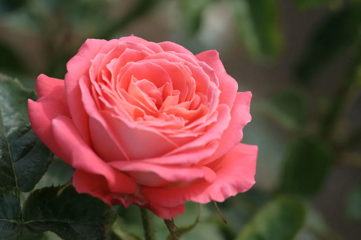 A close-up photograph of a fully bloomed, coral-pink rose with layered petals, set against a blurred green foliage…