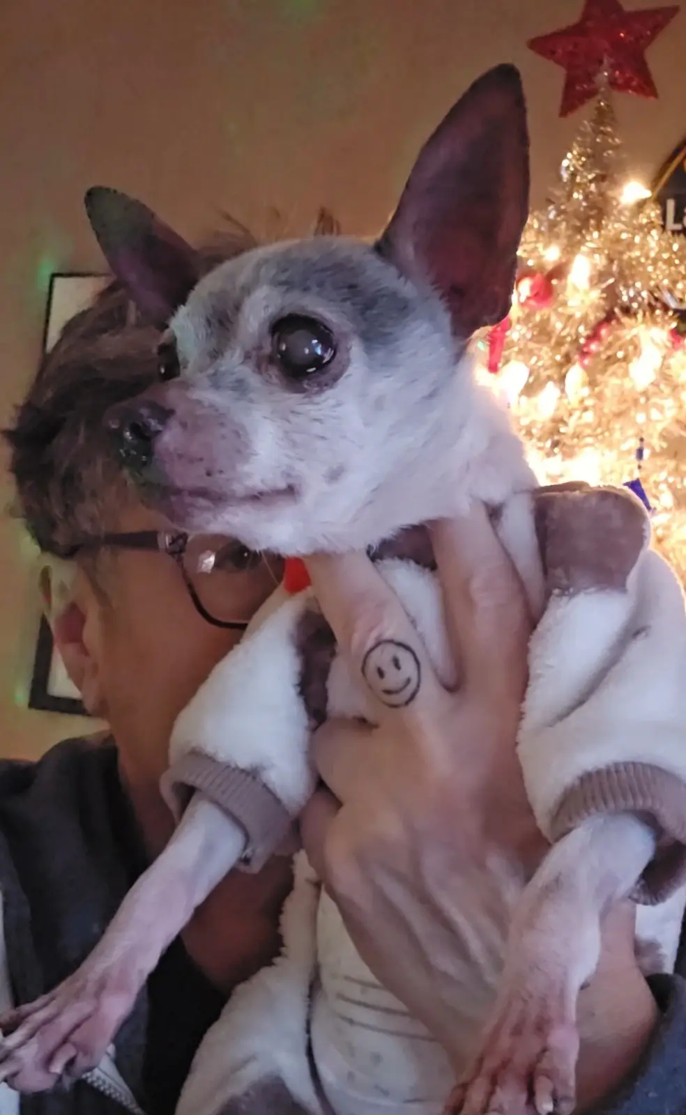 A person holds a small chihuahua wearing a white and brown fleece jacket, with a red star and lit-up Christmas tree visible…