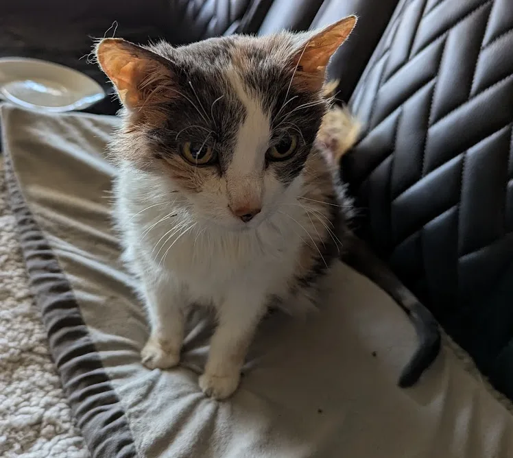 A calico cat with a white chest and brown/orange patches sits on a light-colored blanket on a black quilted leather couch…