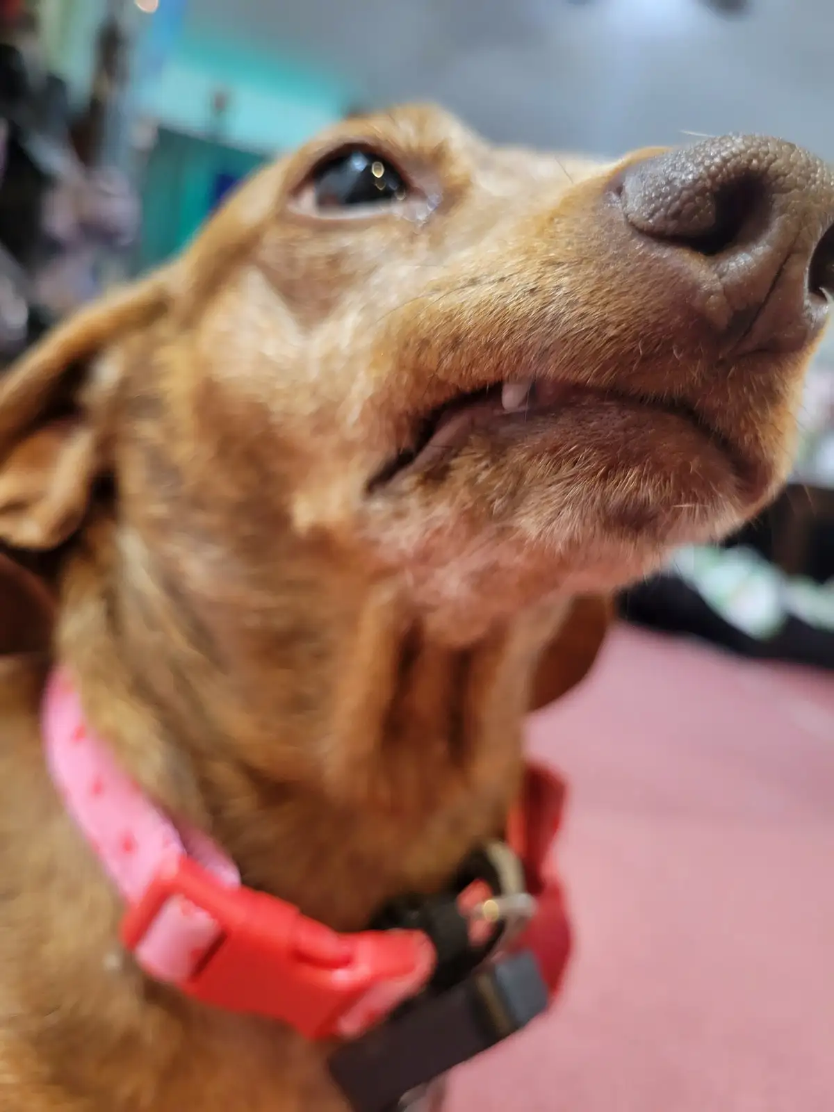 A close-up of a brown dog looking upward with a tear visible in its eye, wearing a pink collar with a red buckle. The…