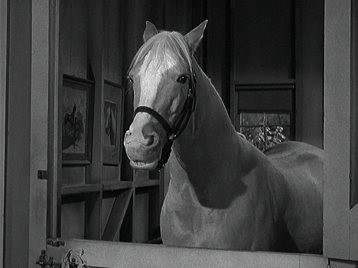 A black-and-white still of a light-colored horse wearing a bridle, looking directly at the camera from inside a stable…