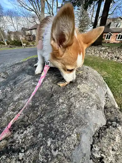 Wide-angle view: huge ears and tiny legs.