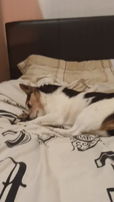 A sequence of three images shows a brown and white dog sleeping on a bed with a patterned white comforter and beige pillows…