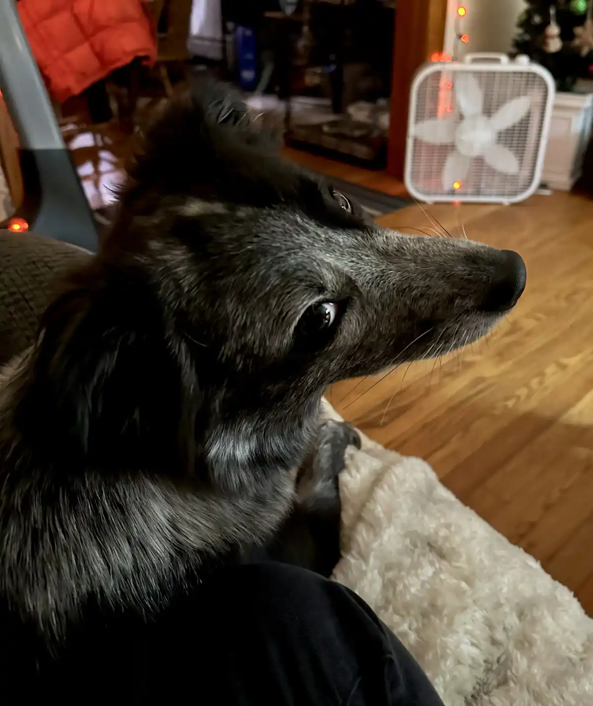 A close-up of a black and gray dog with a serious, disappointed expression, looking off to the side while sitting on a…
