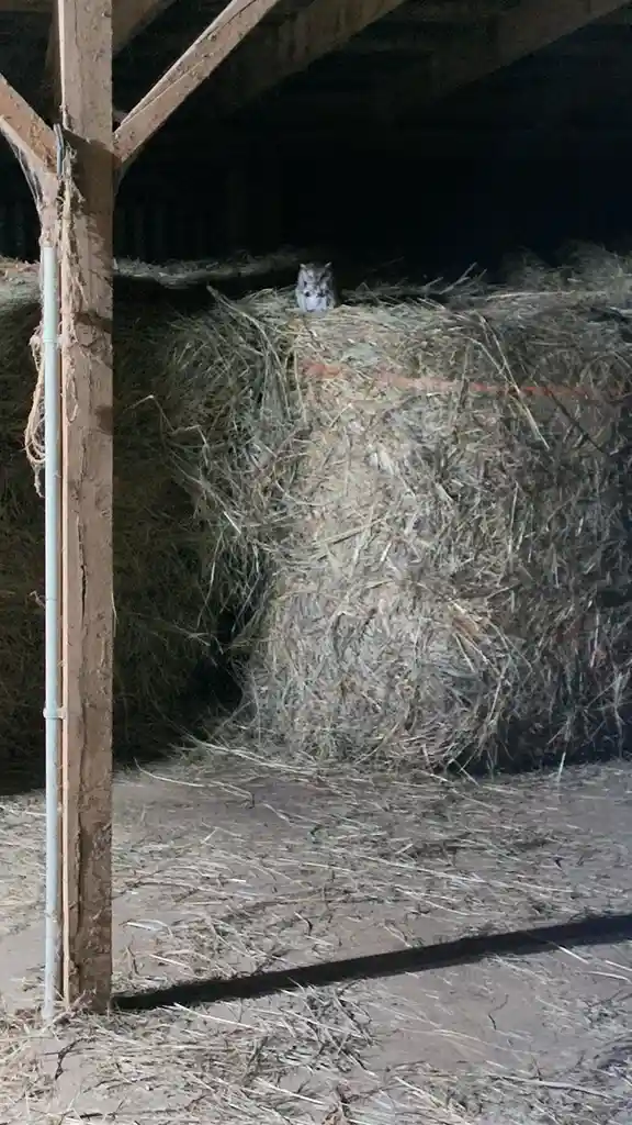 A small, fluffy gray cat sits atop a large round bale of hay inside a dimly lit barn, surrounded by wooden beams and…