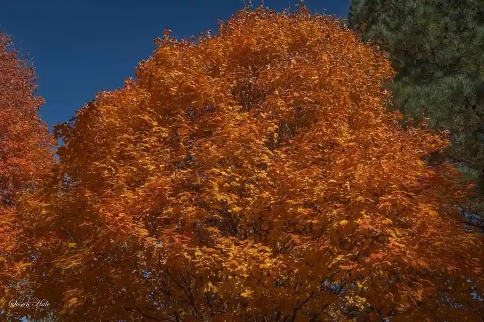 A vibrant autumn tree with fiery orange and yellow leaves against a clear blue sky, with a pine tree visible to the right…