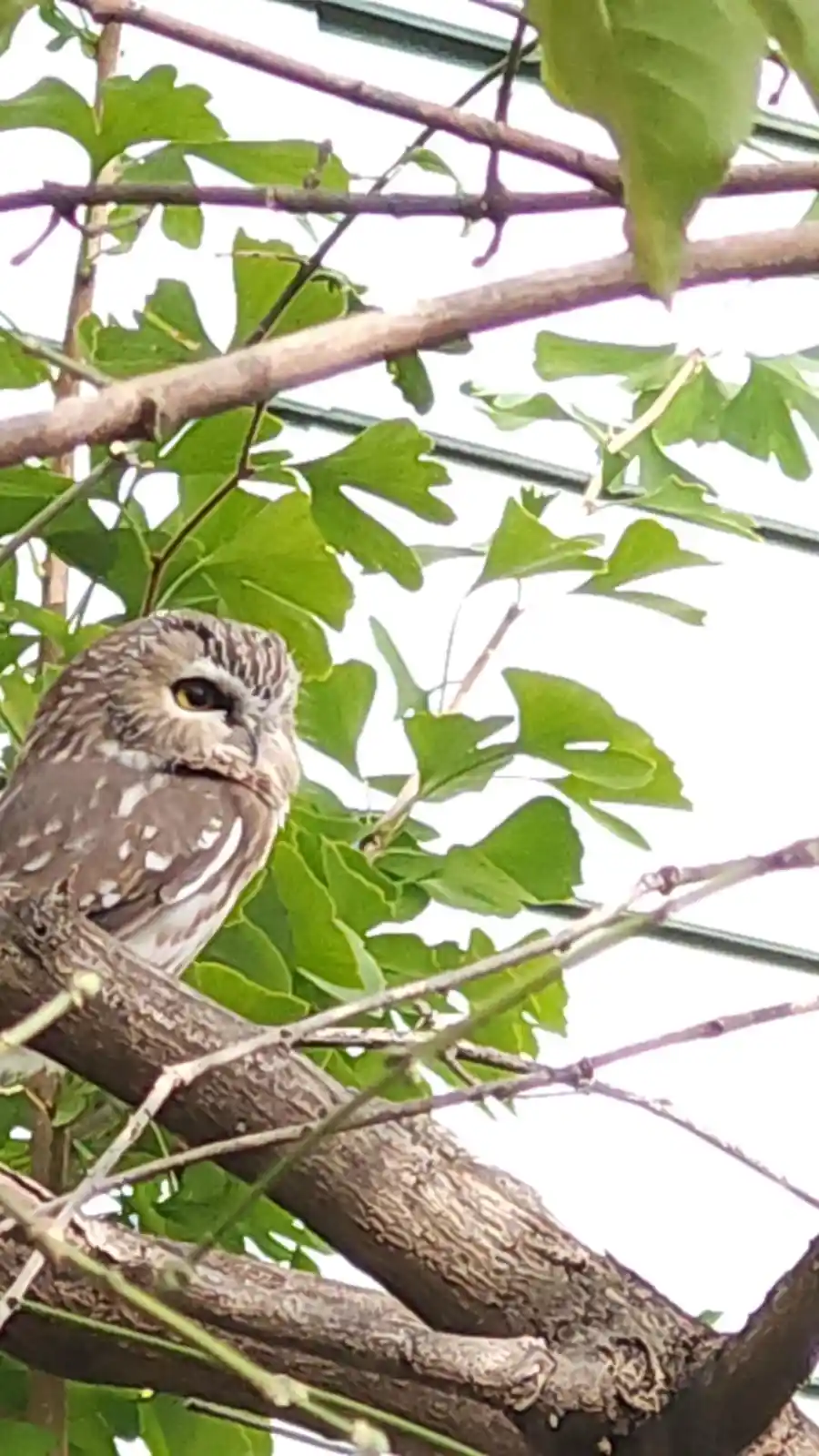 A small owl with brown and white speckled feathers perches on a tree branch surrounded by green leaves, looking directly at…