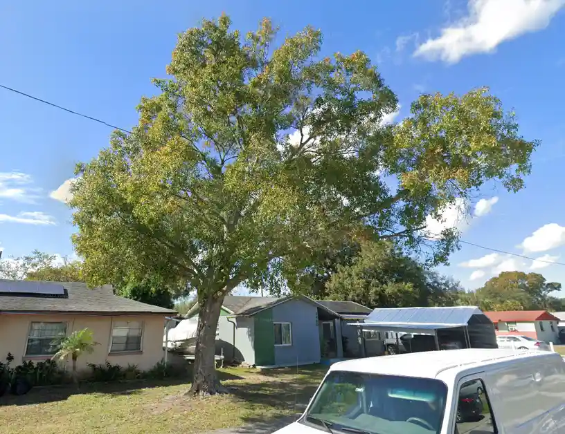 a large, leafy tree stands prominently in a residential yard, its branches spreading wide over neighboring houses and a…