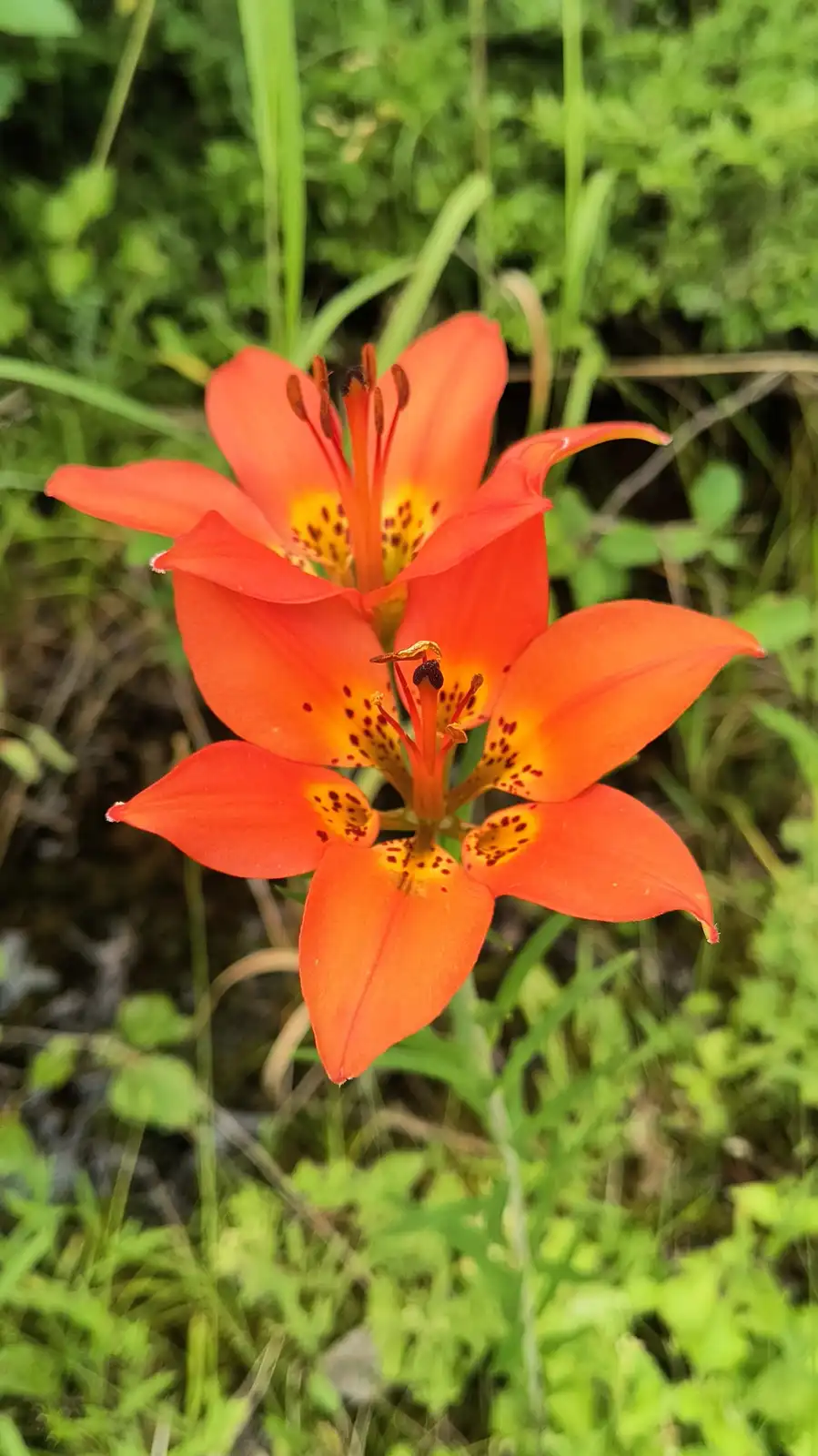 A close-up photograph shows two vibrant orange tiger lilies with yellow centers and dark spots, set against a blurred green…
