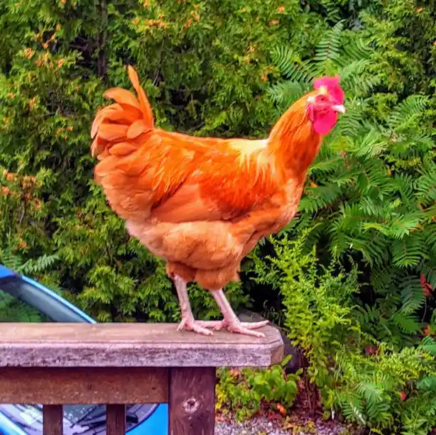 A vibrant orange rooster stands confidently on a weathered wooden railing, surrounded by lush green foliage and ferns. The…