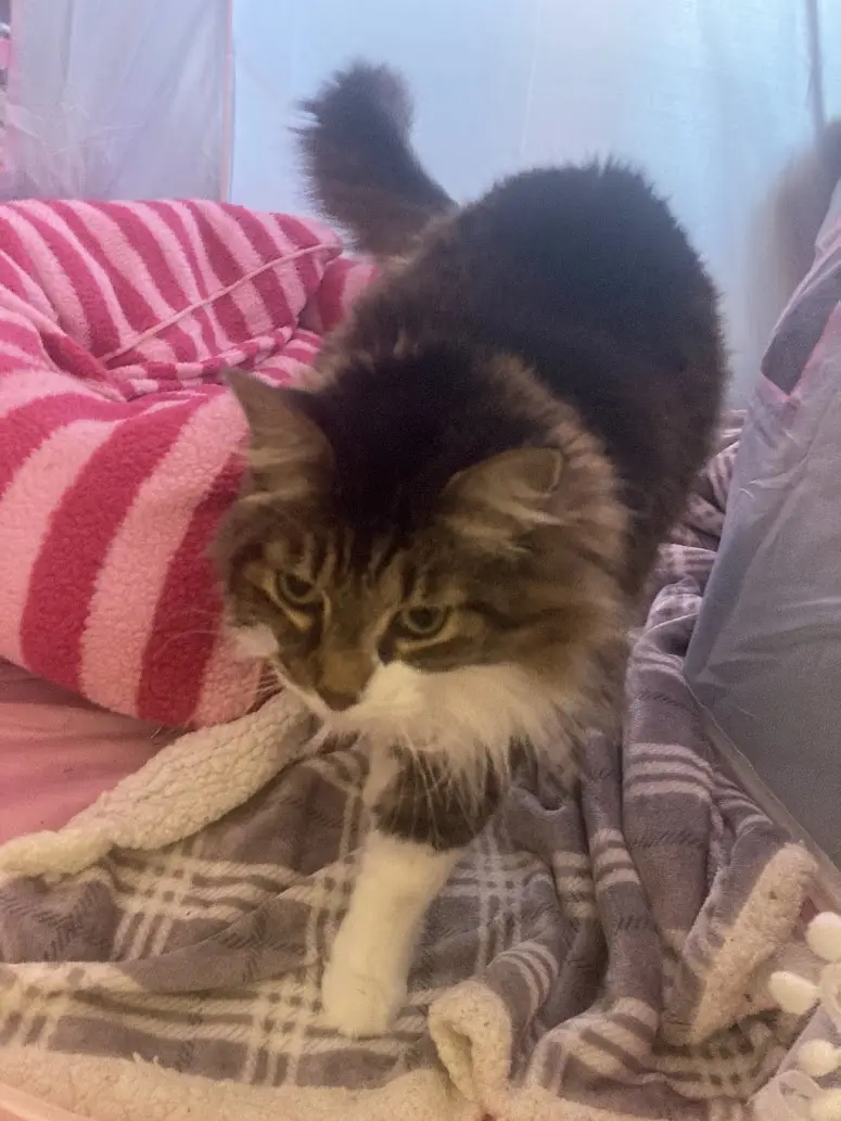A fluffy brown and white cat with a bushy tail stands on a plaid blanket, looking down with a displeased expression. Behind…