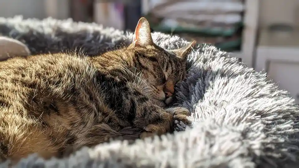 A tabby cat is curled up and sleeping soundly on a fluffy gray pet bed, bathed in sunlight. The overlaid text reads 'i'm not…