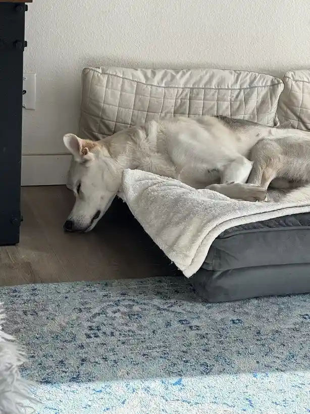 A white and gray husky dog is sleeping on a gray dog bed with a white blanket draped over it, its head resting on the wooden…