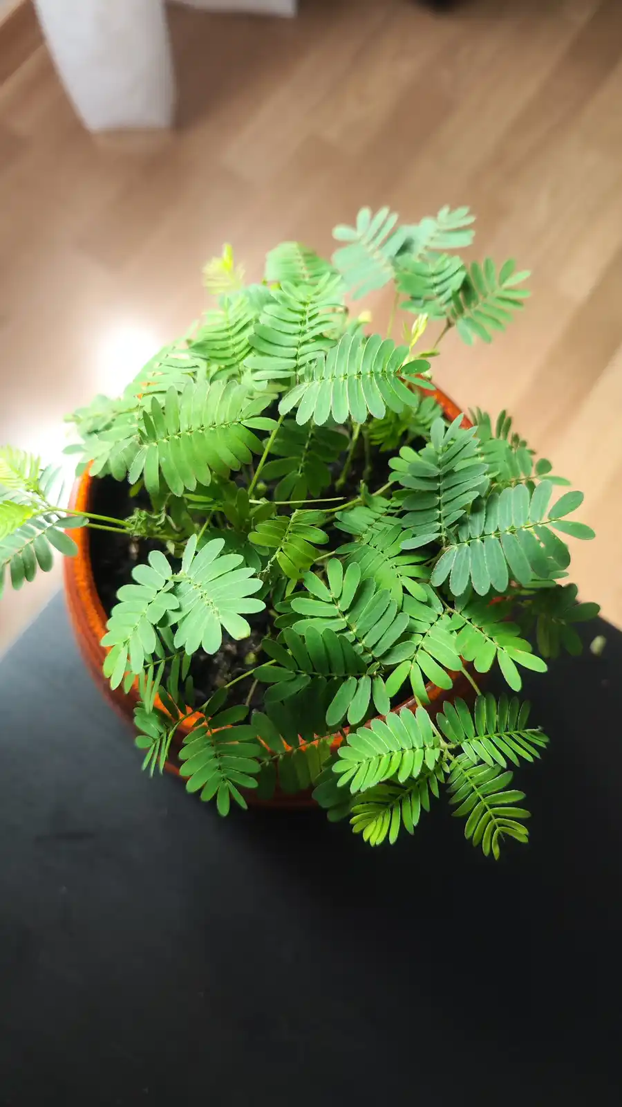 A close-up photo of a small, vibrant green potted plant with delicate, feathery leaves in a terracotta pot, sitting on a…