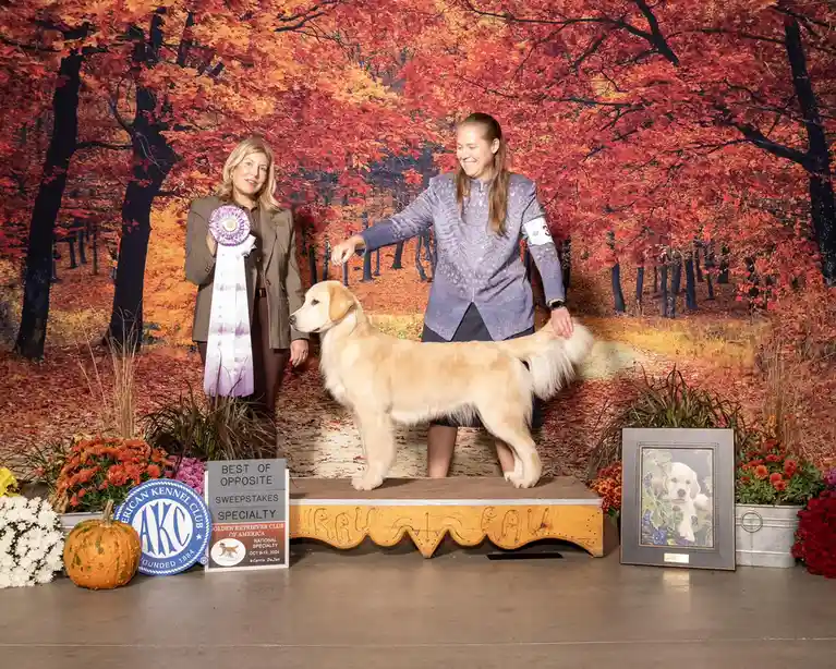 A golden retriever stands proudly on a show bench at an AKC dog show, flanked by two women. One woman holds a purple and…
