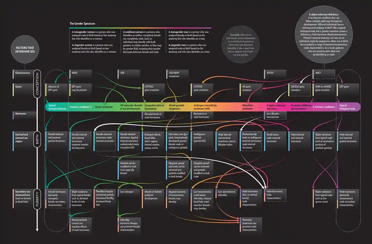 This infographic details the complex biological pathways determining sex from conception to puberty, showing how…