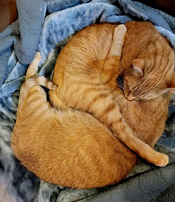 An orange tabby cat is curled up in a tight ball, sleeping soundly on a soft blue blanket. Its body is fully wrapped around…
