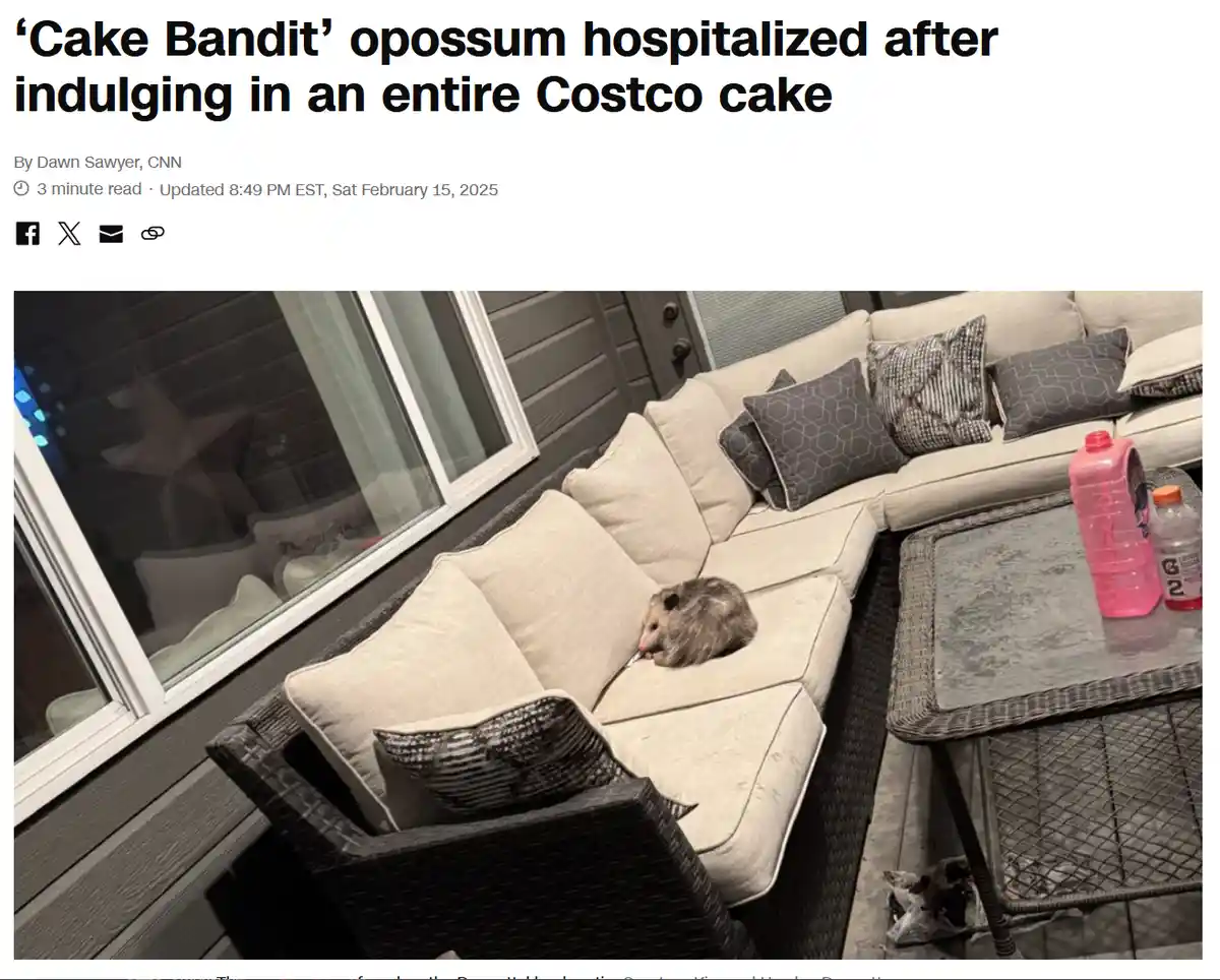 A small opossum is curled up on a beige outdoor sectional sofa, appearing to eat something. The image is overlaid with a…