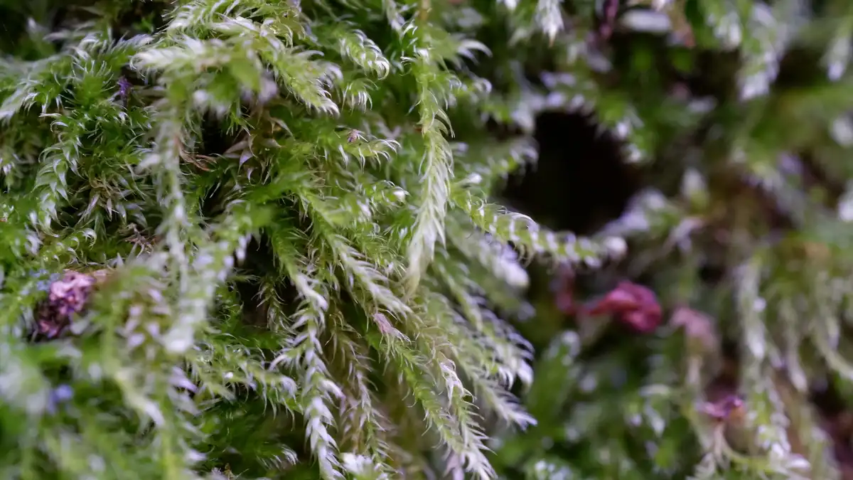 The Beauty of Snowberries and Tree Moss