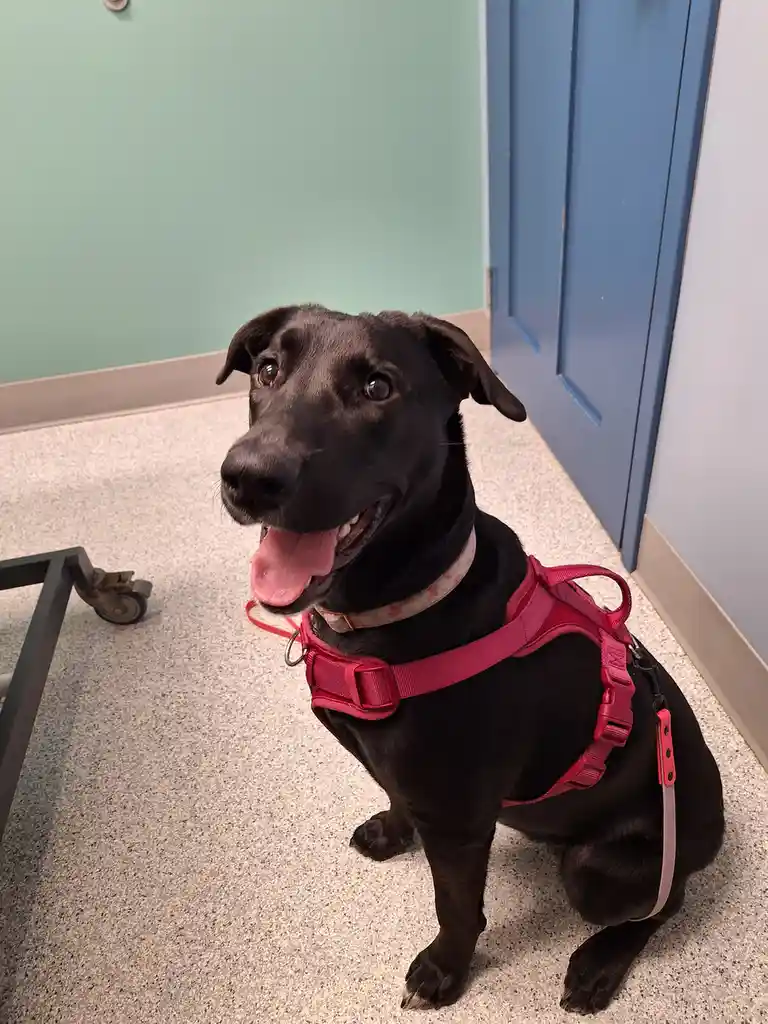 A black dog wearing a bright pink harness and a patterned collar sits on a speckled floor in what looks like a veterinary…